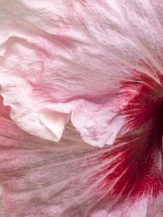 a close up view of a pink and white flower