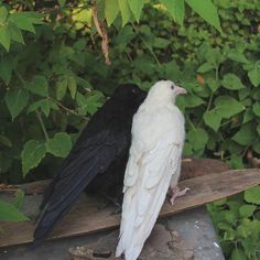 two black and white birds sitting on top of a wooden bench next to green leaves