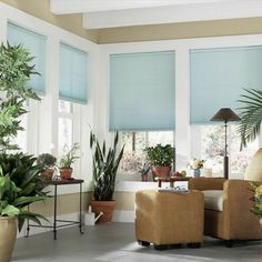 a living room filled with lots of plants next to large windows covered in shades and blinds