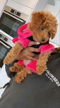 a person holding a brown poodle dog in a pink shirt and black jacket on top of a kitchen counter