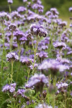 purple flowers are growing in the field with green grass and trees behind them stock photos