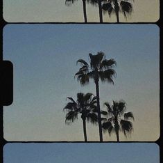 two pictures of palm trees against a blue sky