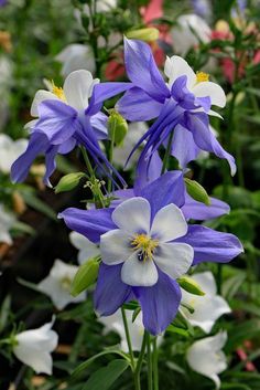 blue and white flowers are growing in the garden