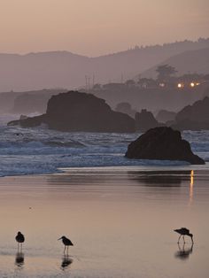 three birds are standing on the beach near the water at dusk, with mountains in the background