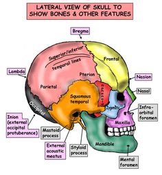 the bones and their major structures are labeled in this diagram, which shows the location of the cerebratorys