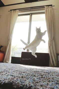 a white cat jumping up into the air on top of a bed in front of a window