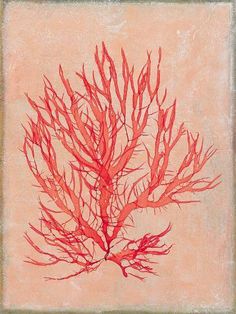 a painting of a red coral on a beige background