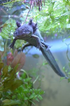 an animal that is laying down in the water near plants and leaves on the ground