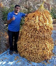 a man standing next to a large pile of nuts