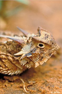 a close up of a small bird on the ground