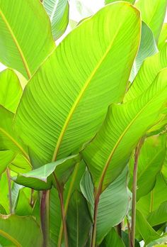 large green leaves are growing in the sun