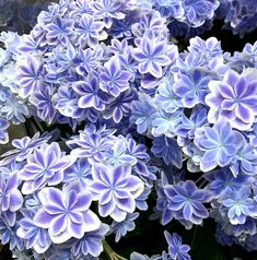 blue and white flowers are blooming in the garden