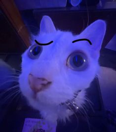 a white cat with big blue eyes looking at the camera