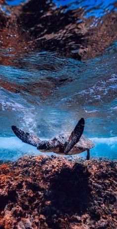 a turtle swimming in the ocean with its head under water