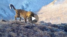 a cheetah walking on top of a hill in the snow with mountains behind it