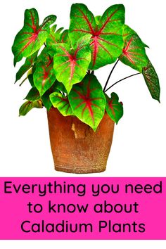 a potted plant with red and green leaves on it that says, everything you need to know about caladium plants