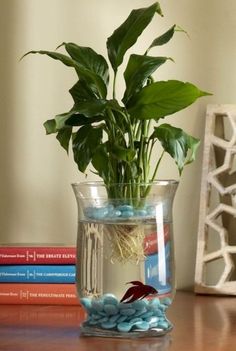 a potted plant sitting on top of a table next to some rocks and books