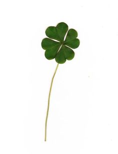 a four leaf clover is shown against a white background in this image, it appears to be from above