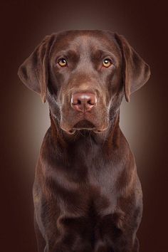 a brown dog is looking at the camera with an intense look on it's face