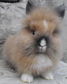 a fluffy brown and white bunny sitting on top of a stone floor next to a wall