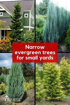 several different types of evergreen trees for small yards