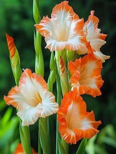 three orange and white flowers with green stems