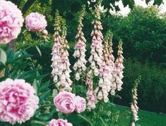 pink flowers are blooming in the garden