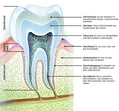 Sleep Remedies, German Language Learning, Dental Hygienist, Dental Assistant