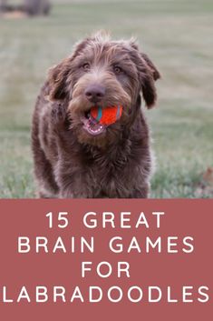 a brown dog with a red ball in its mouth and the words, 15 great brain games for labradoodies