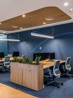 an office with blue walls and wooden desks, plants in planters on the wall