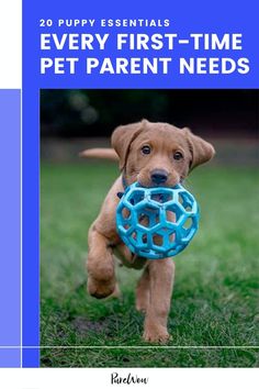 a puppy running with a blue ball in its mouth and the words, every first - time pet parent needs