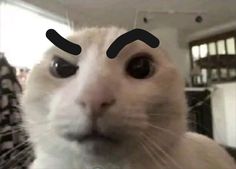 a white cat with black eyes and nose marks on it's face looking at the camera