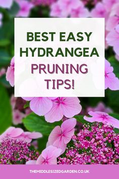 pink flowers with the words best easy hydrangea pruning tips on it