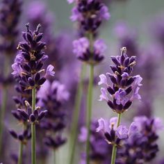 lavender flowers are blooming in the field