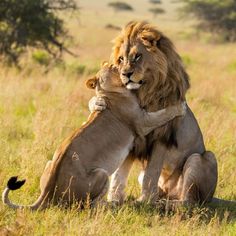 two lions hugging each other in the grass