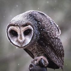 an owl perched on top of a person's hand in the rain with it's eyes open