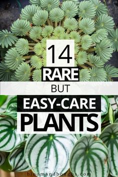 There are so many beautiful rare plants. What are the 14 low-maintenance rare plants? Just click, and you'll receive the answer. This post shows you 14 rare houseplants and a brief care guide to these unique indoor plants. #rareplants #rarehouseplants #uniquehouseplants Rare House Plants, Rare Houseplants, Geraniums Garden, Unique Planters, Popular House Plants, Indoor Flowering Plants, Houseplant Care, Household Plants, Trendy Plants