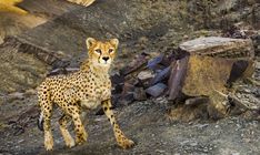 a cheetah standing on the side of a rocky hill with rocks and boulders in the background