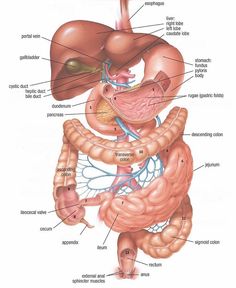 diagram of the human body organs and their major structures labeled in this diagram, you can see