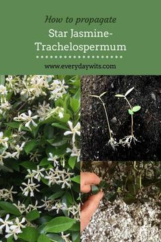 some plants that are growing out of the ground and on top of each other with text overlay reading how to propagate star jasmine - trachelosperrum