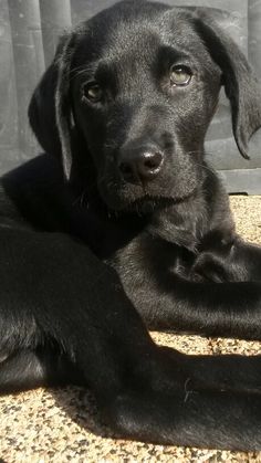 a black dog laying on the ground with his paw up to its chest and looking at the camera