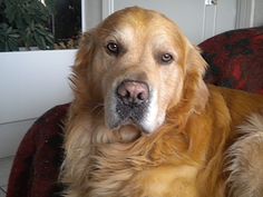 a golden retriever dog sitting on a couch looking at the camera with an intense look