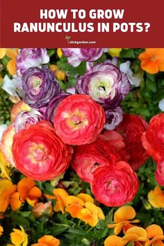 colorful flowers with the words how to grow ranuncus in pots? on it