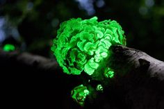 a broccoli plant is glowing green in the dark, with text below it