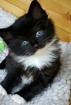 a black and white kitten with blue eyes sitting on a blanket