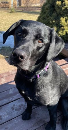 a black dog sitting on top of a wooden deck