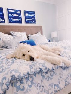 a large white dog laying on top of a blue and white bed in a bedroom