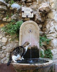 a cat drinking water out of a fountain