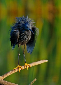 a blue bird is standing on a branch with its legs spread out and it's head turned to the side