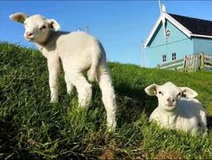 two lambs are standing in the grass near a blue house on a steep hill